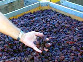 Prunes